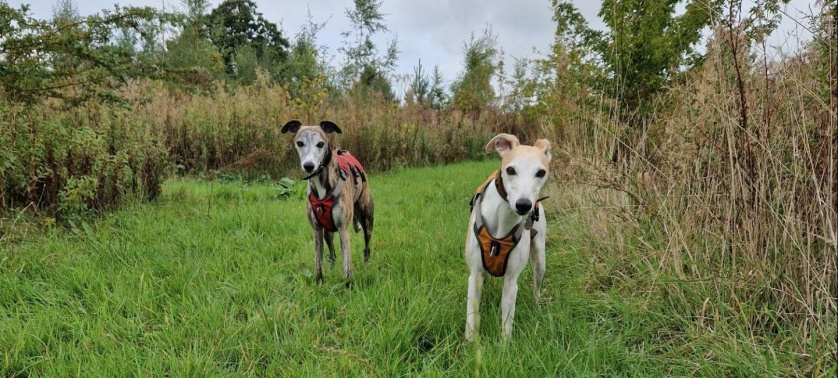 Dogs exploring their secure dog walking area