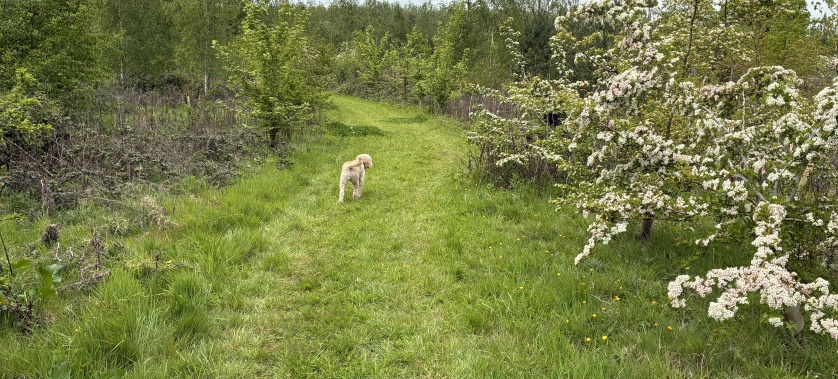 Secure dog walking in a woodland area