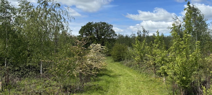 Woodland secure dog walking area
