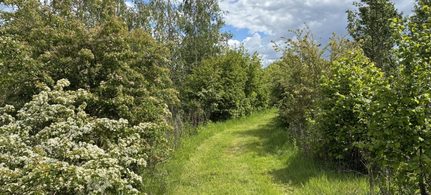 Peaceful woodland at Spring Hill Farm, Barford St Michael, suitable for outdoor yoga and relaxation.