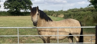 Connemara ponies
