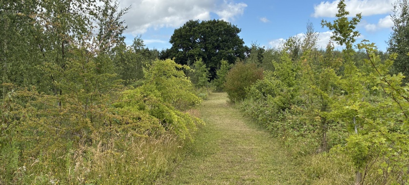 Woodland Trails for Wagging Tails