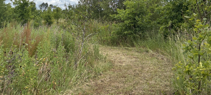 Fenced Off-Lead Dog Walking Space Surrounded by Trees