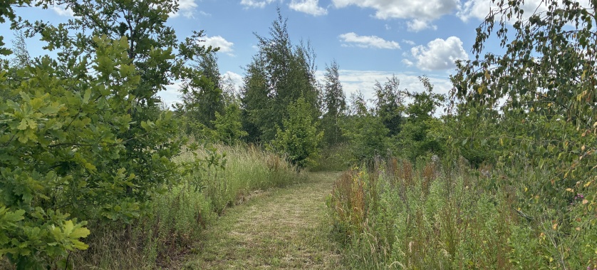 Bushes and Trails in the Secure Dog Field at Spring Hill Farm