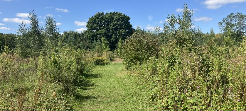 Safe and secure dog walking area